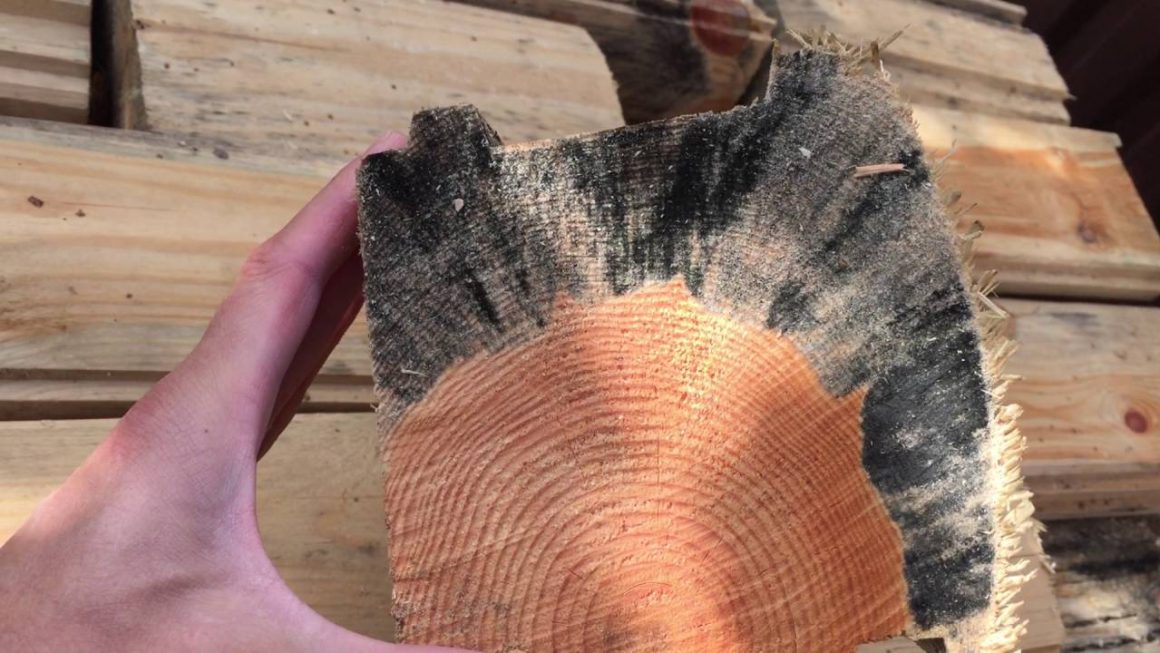 Как защитить дерево от сырости? Поможет ли Prosept FUNGI STOP?